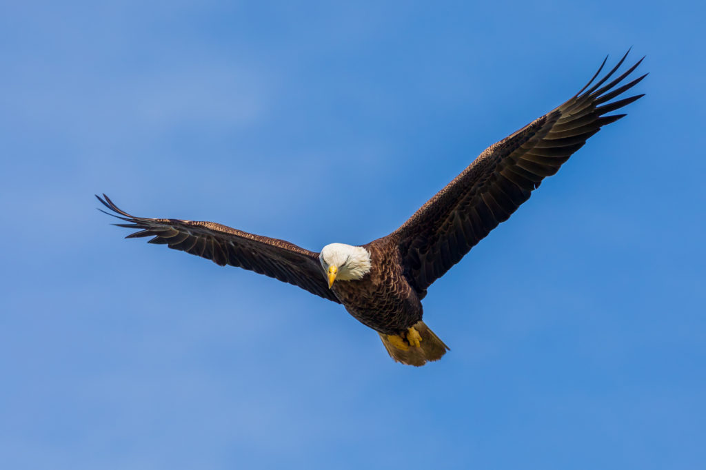 Bald Eagle in Flight (2)