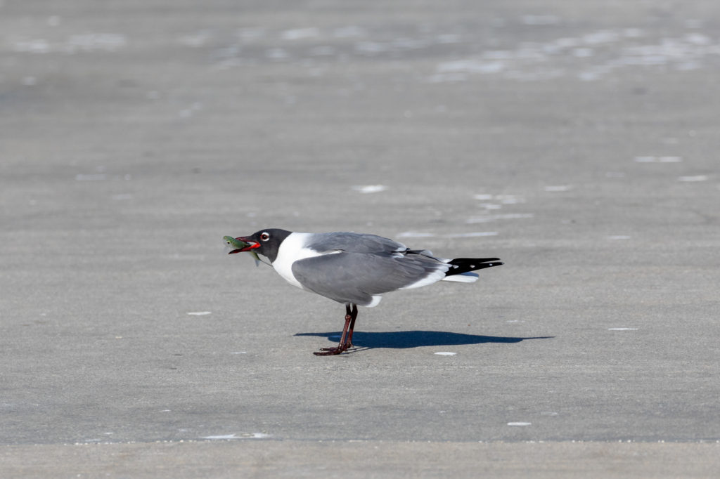 Laughing Gull with Fish (1)