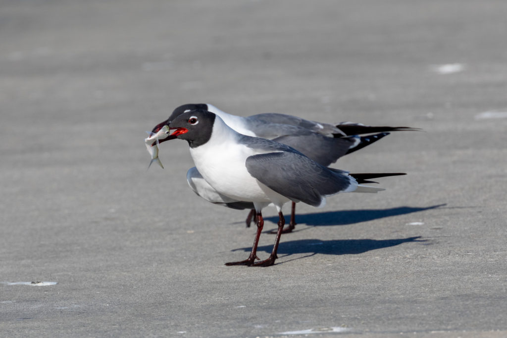 Laughing Gull with Fish (2)