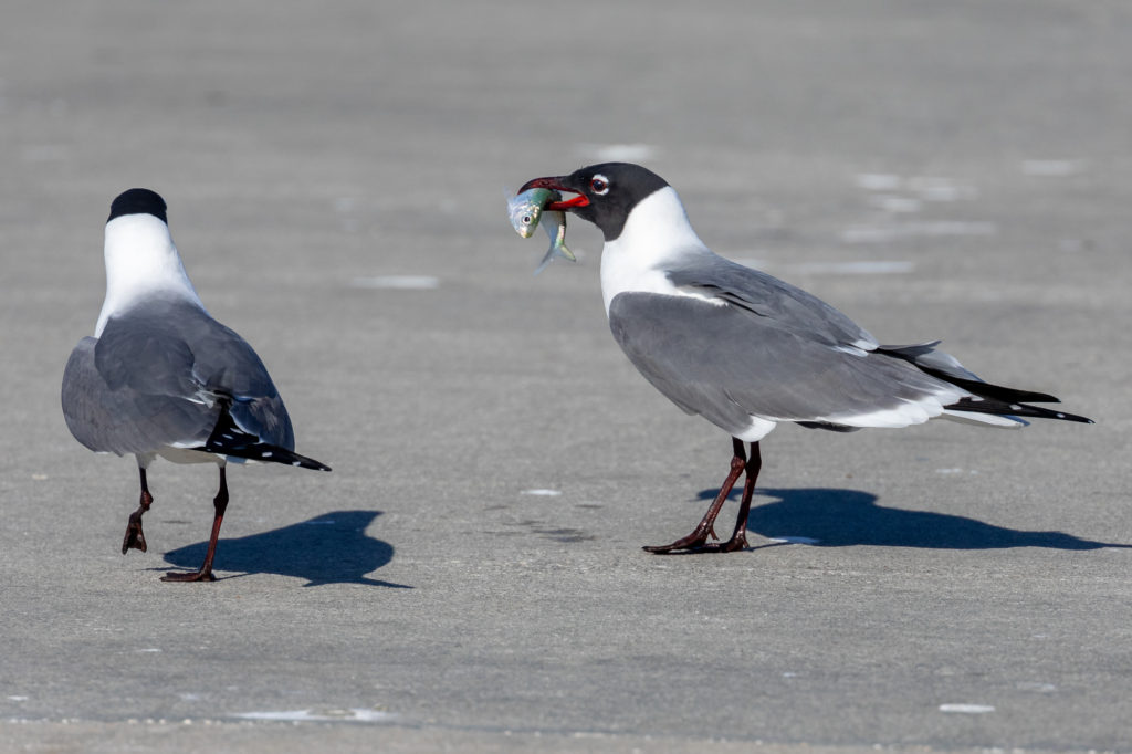 Laughing Gull with Fish (6)