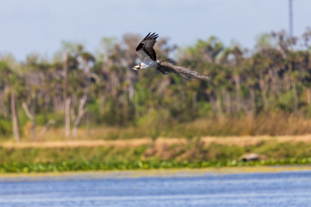 Osprey with Nesting Material (2)