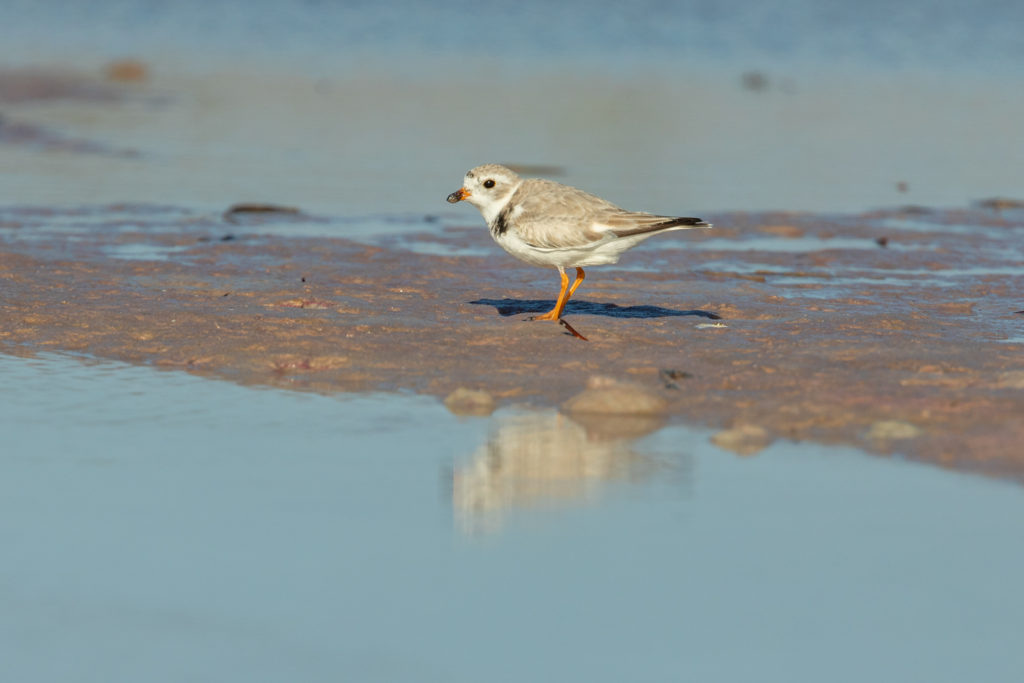 Piping Plover (1)