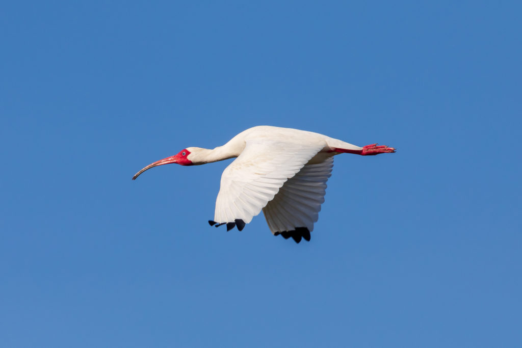 White Ibis in Flight (1)
