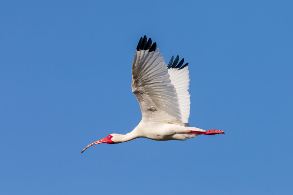 White Ibis in Flight (2)