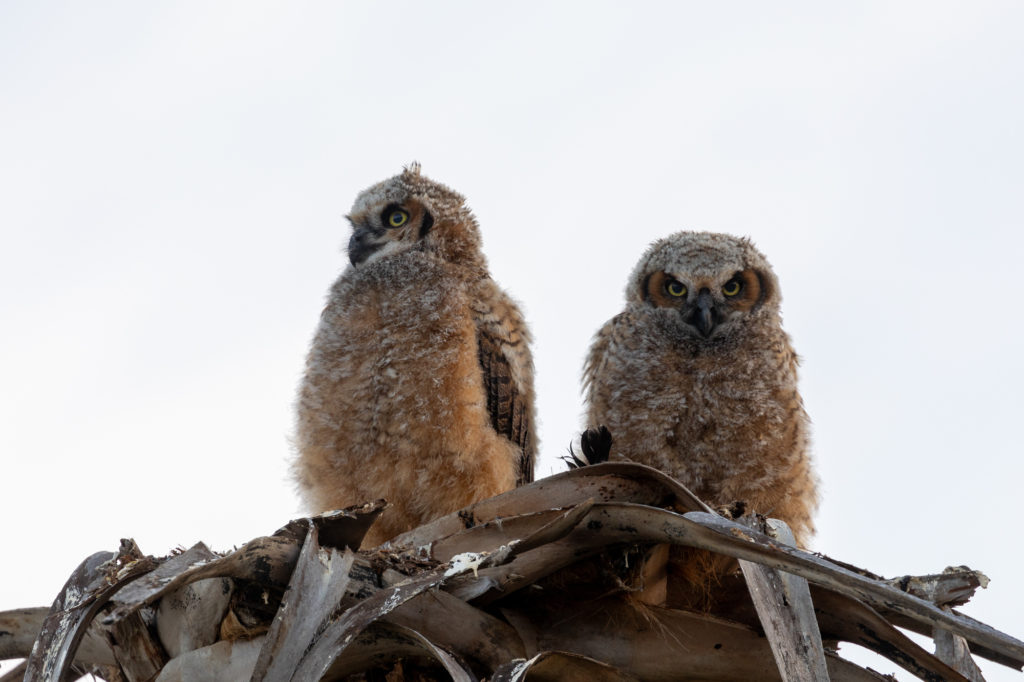 Young Great Horned Owls (1)