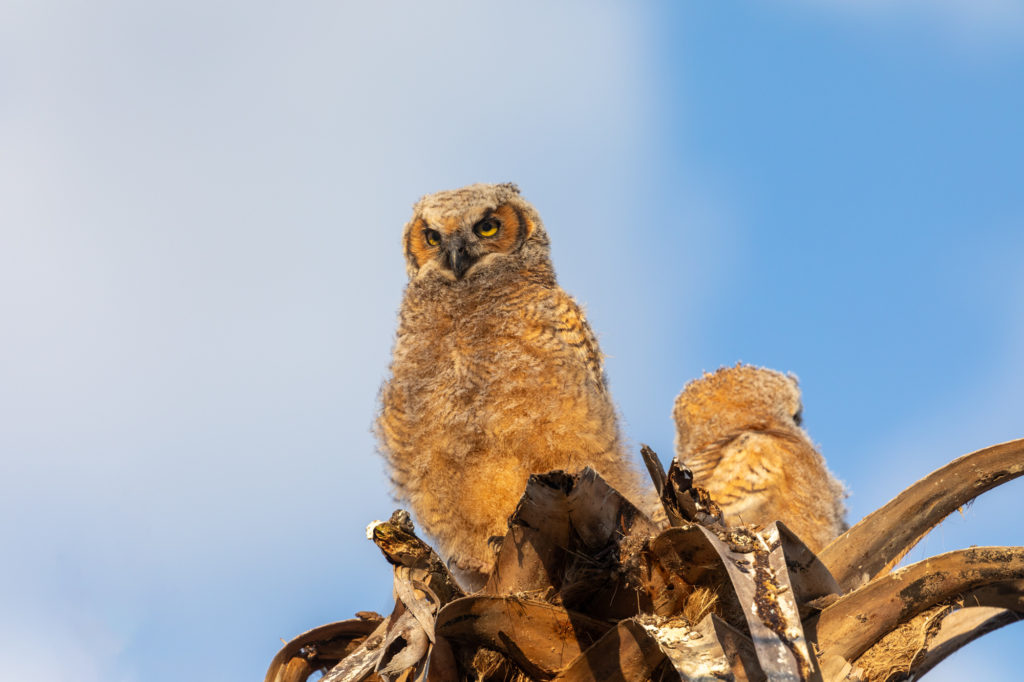Young Great Horned Owls (10)