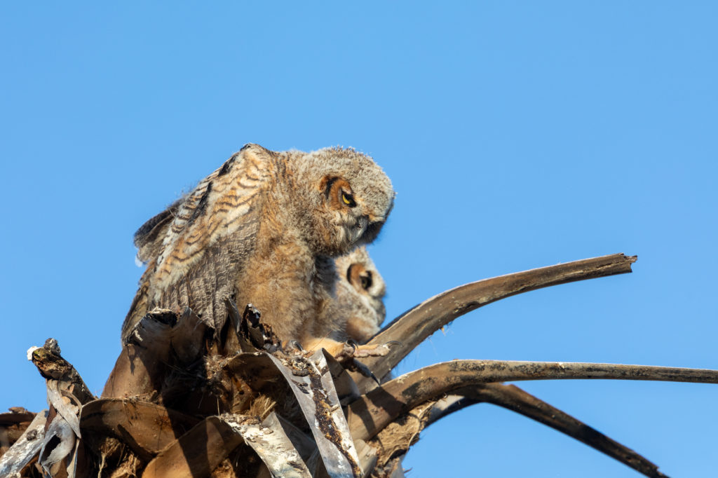 Young Great Horned Owls (11)