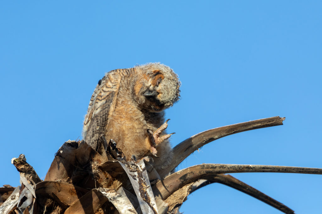 Young Great Horned Owls (12)