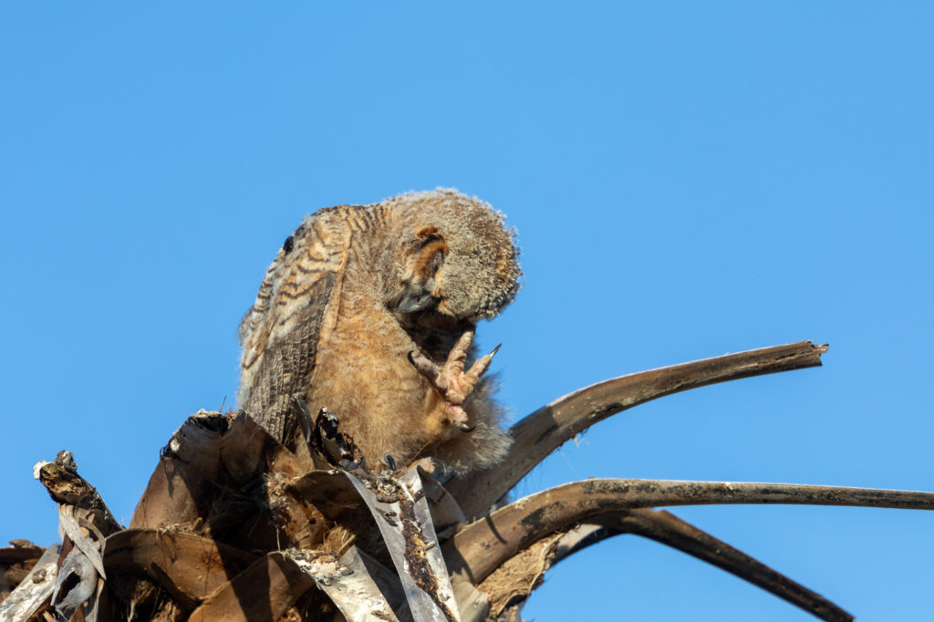 Young Great Horned Owls (13)