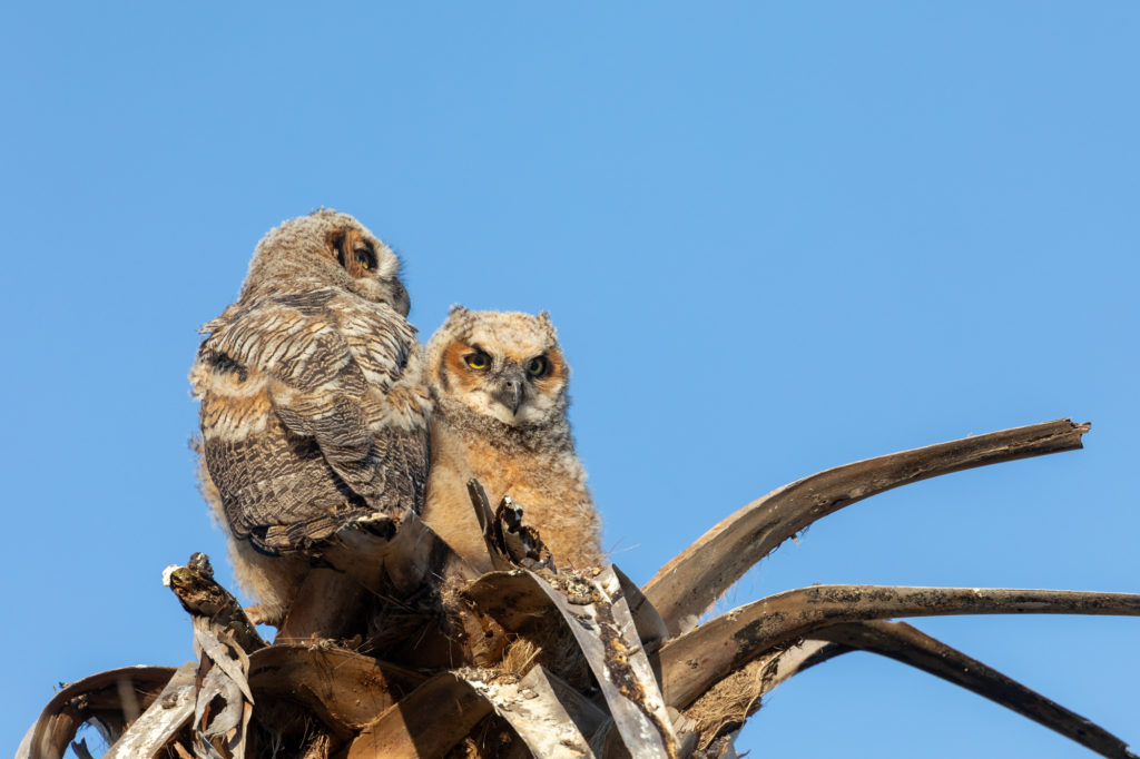Young Great Horned Owls (15)