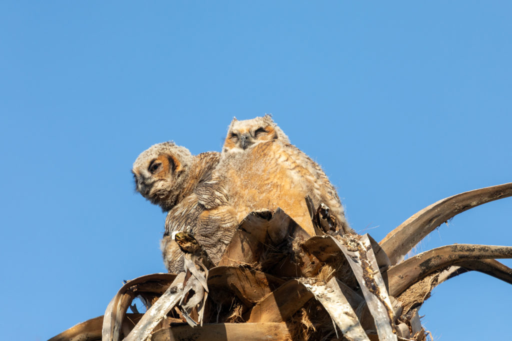 Young Great Horned Owls (16)