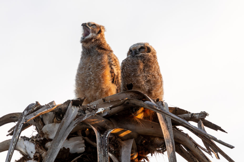 Young Great Horned Owls (2)