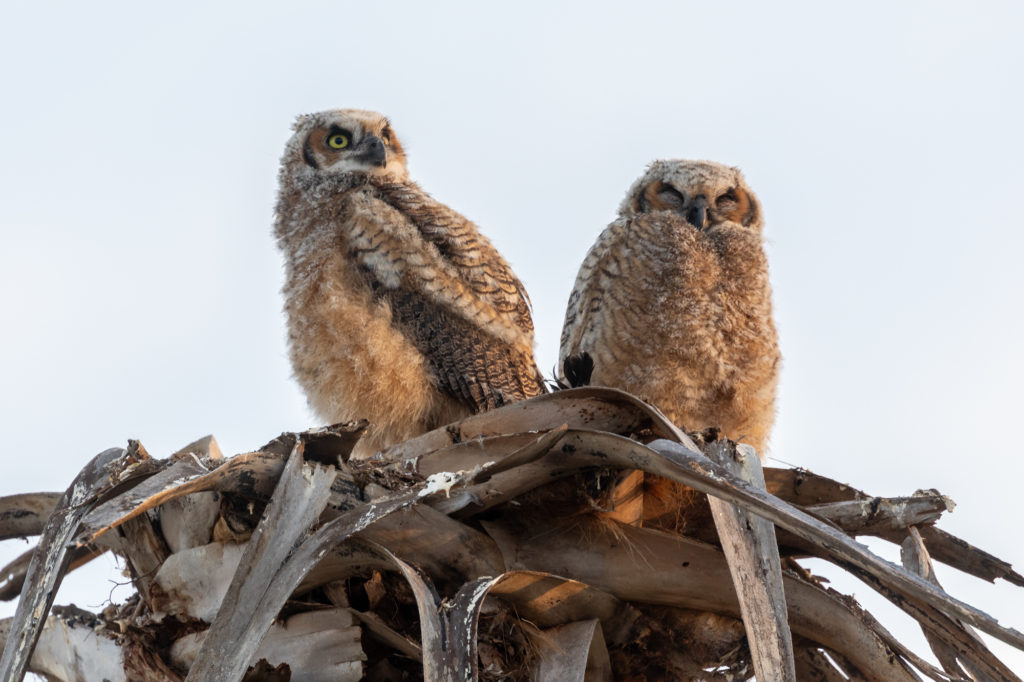 Young Great Horned Owls (3)