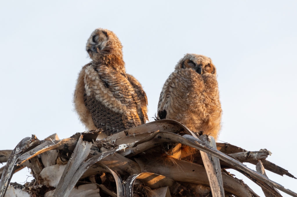 Young Great Horned Owls (4)