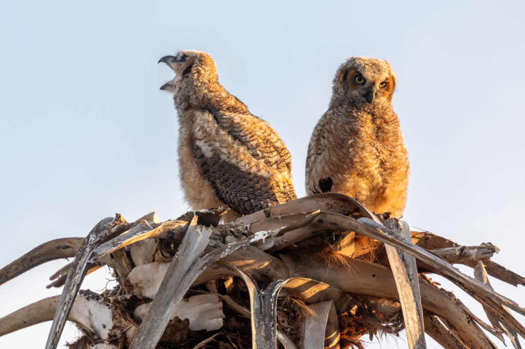 Young Great Horned Owls (5)