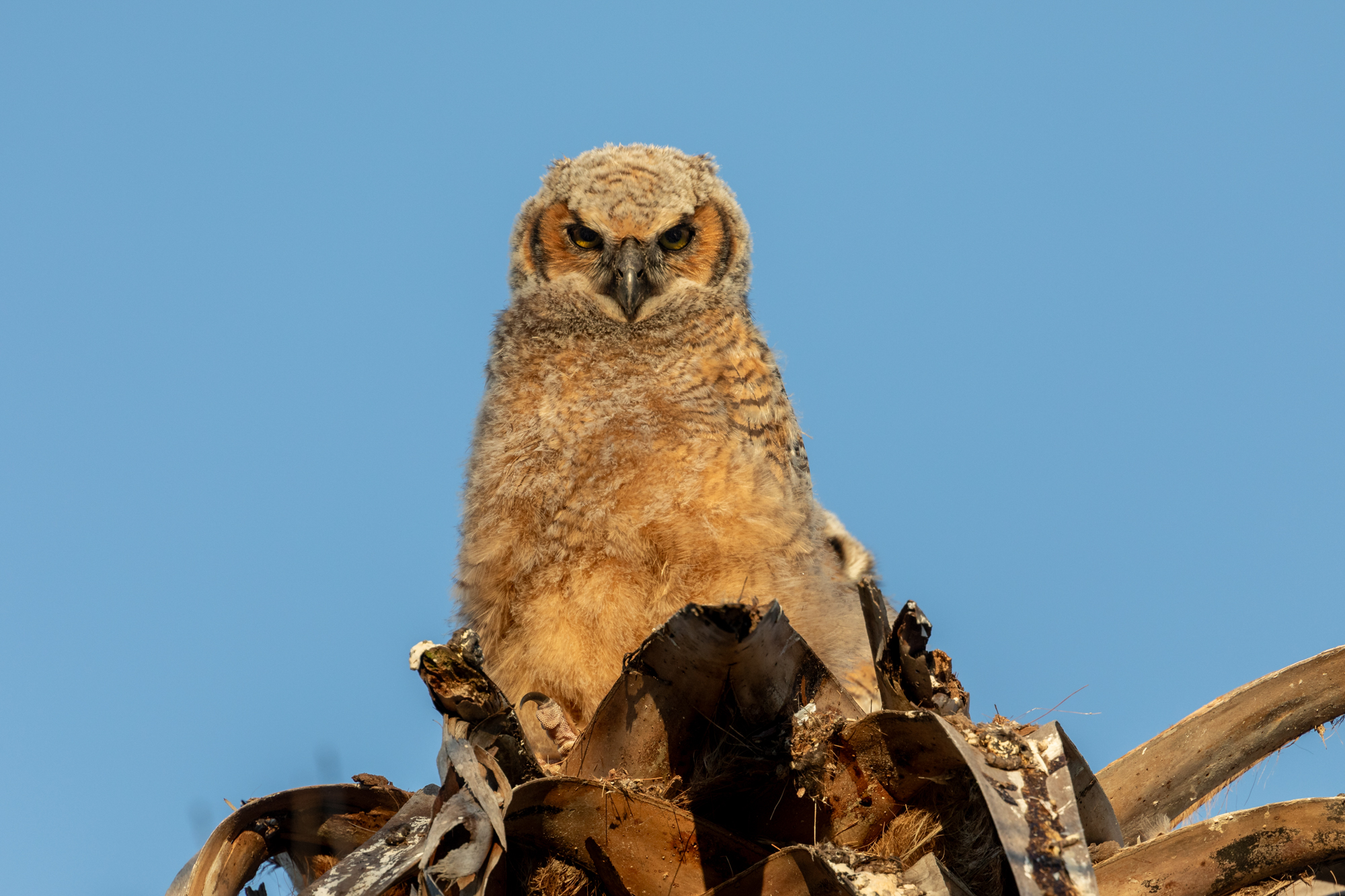 Young Great Horned Owls (6)
