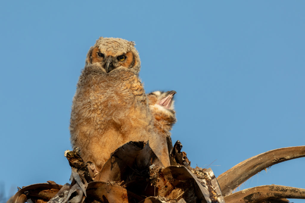 Young Great Horned Owls (7)
