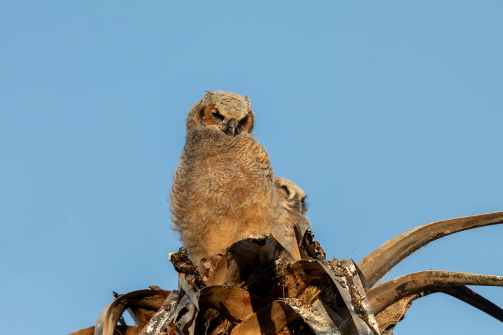 Young Great Horned Owls (9)