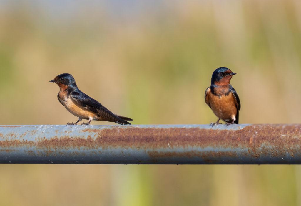 Barn Swallow Pair (2)