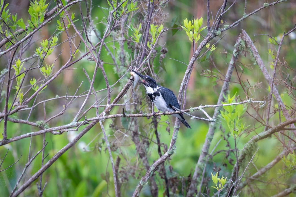 Belted Kingfisher with fish (13)