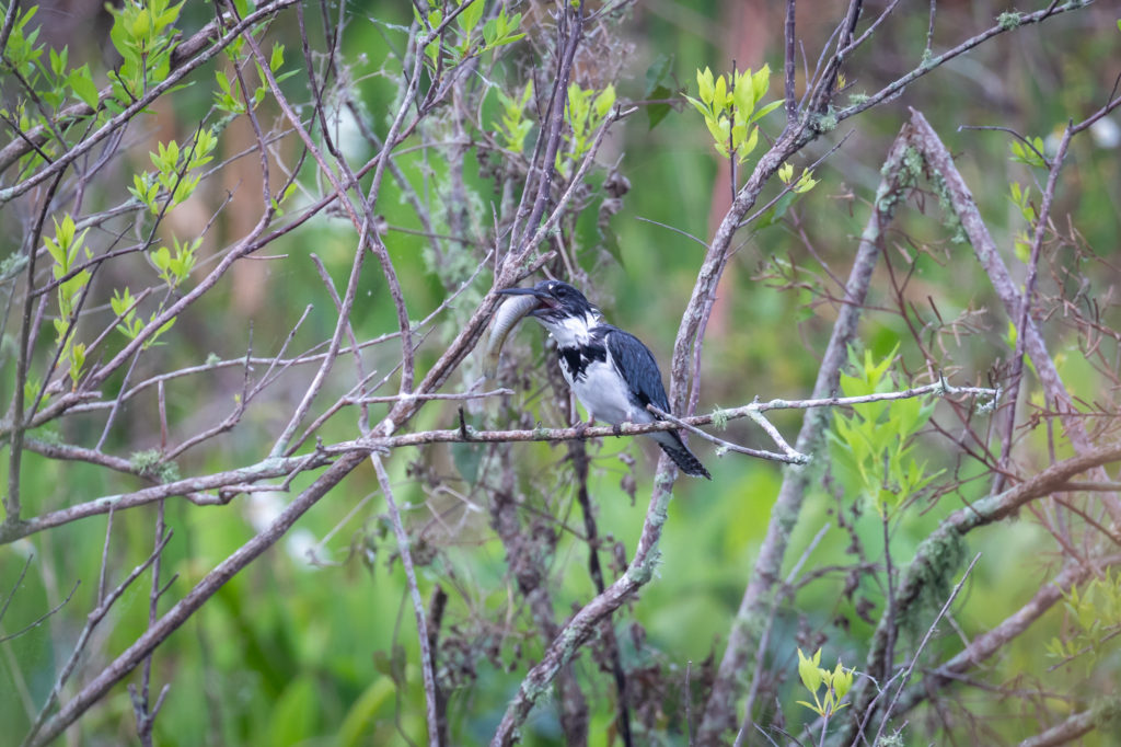 Belted Kingfisher with fish (16)