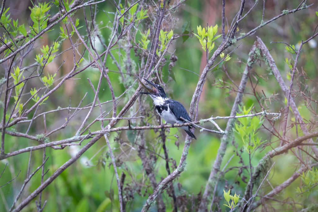 Belted Kingfisher with fish (17)