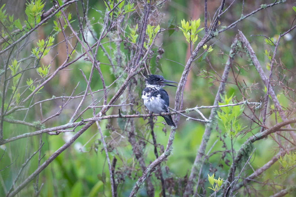 Belted Kingfisher with fish (20)