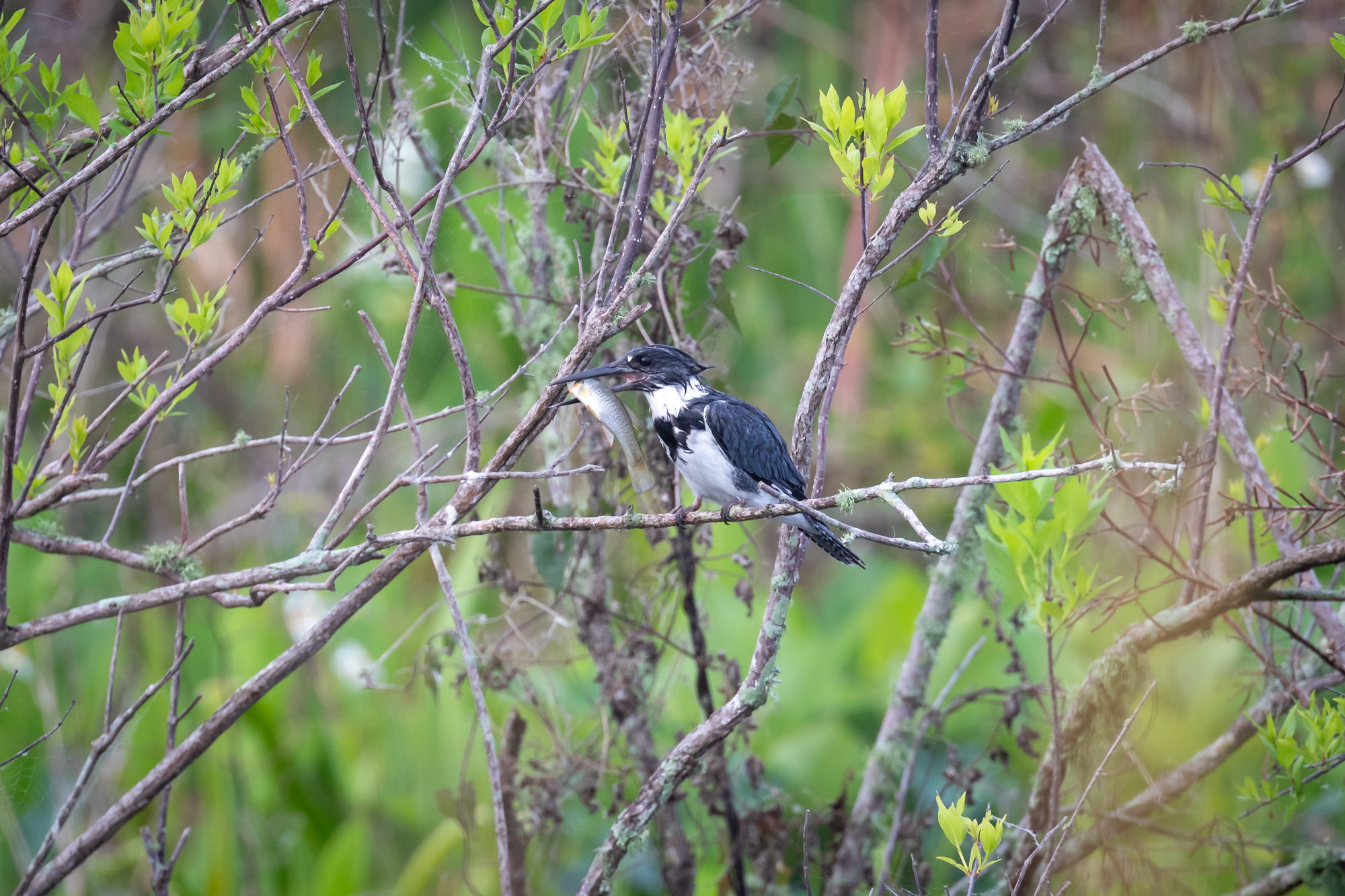 Belted Kingfisher with fish (9)