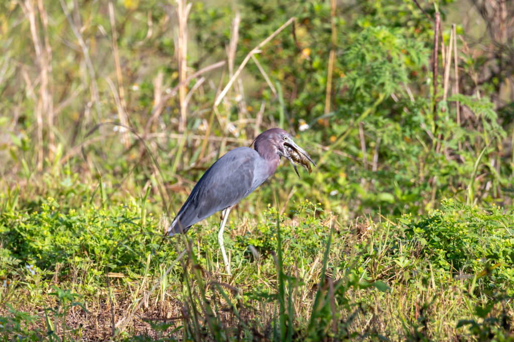 Little Blue Heron with Fish (3)