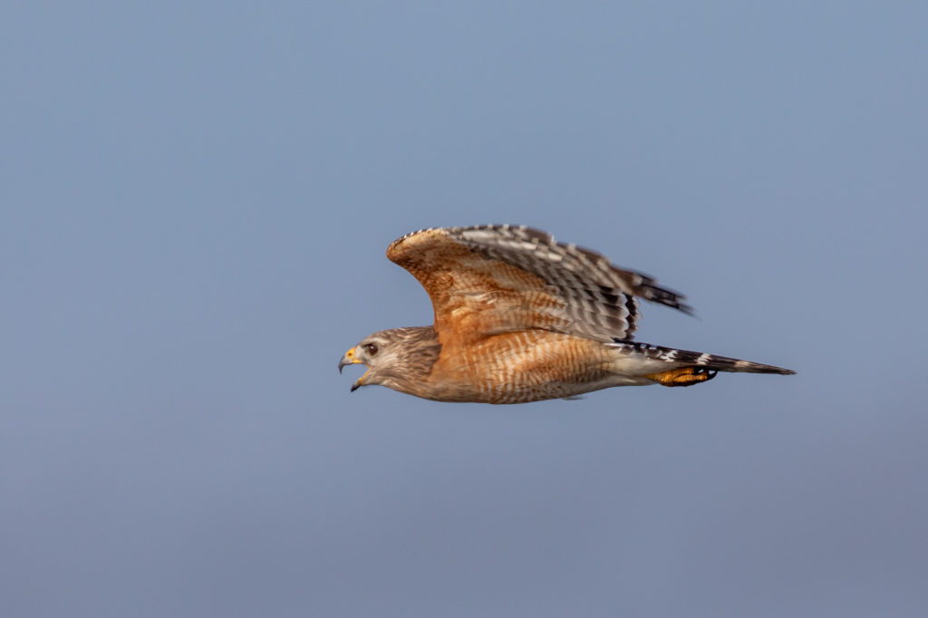 Red Shouldered Hawk in Flight (2)