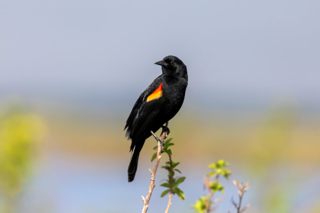 Red-winged Blackbird Male (2)