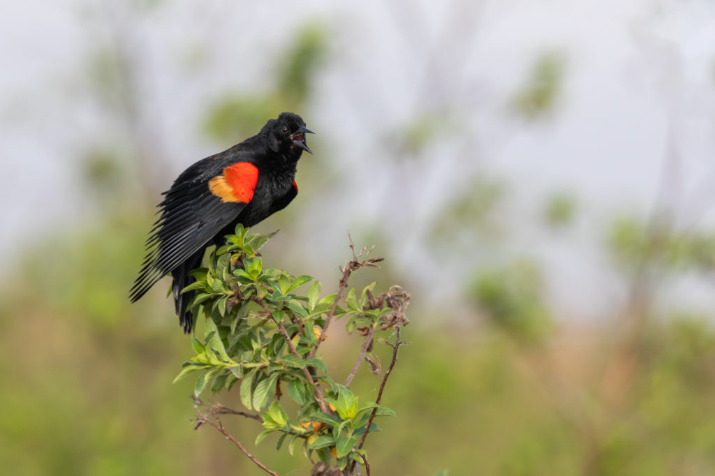 Red-winged Blackbird Male (3)
