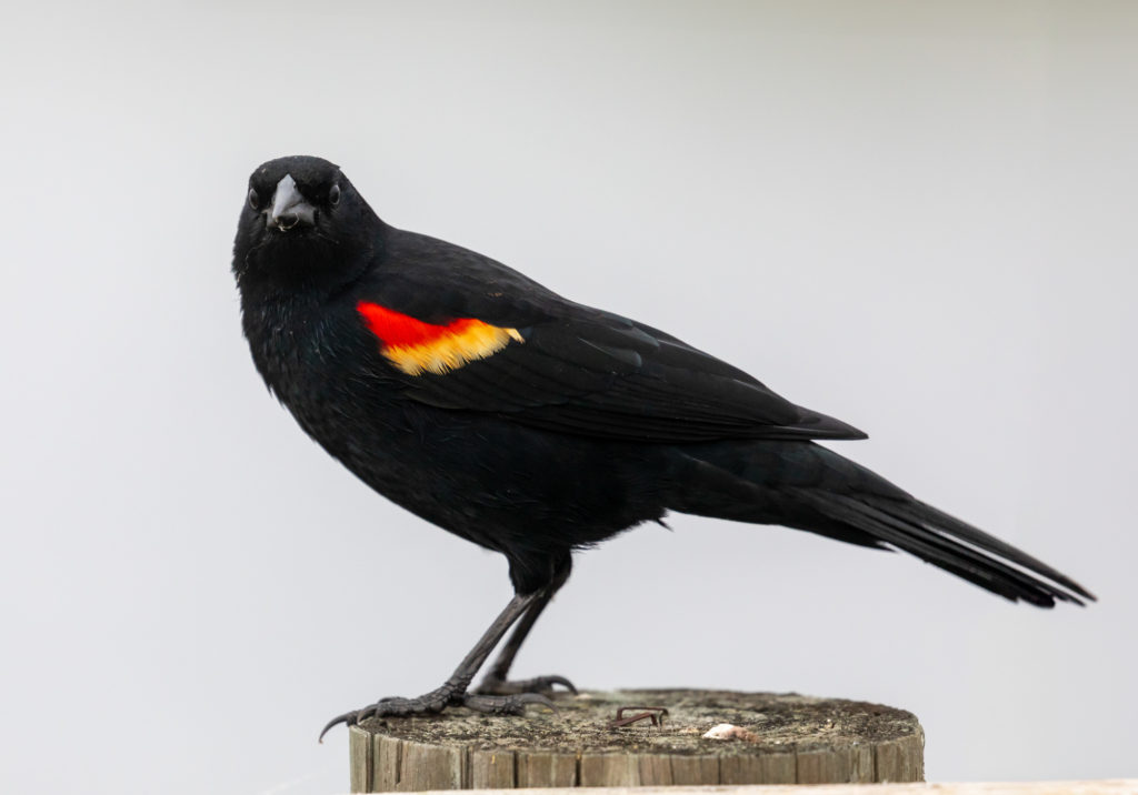 Red-winged Blackbird Male Closeup (2)